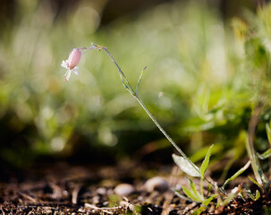 Flower with morning dew in Bavaria Germany