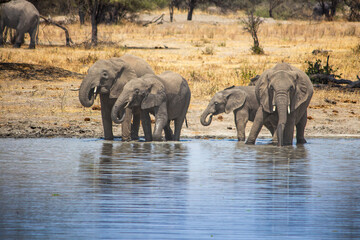 Obraz premium A herd of African elephants drinking water in a lake at Tarangire National Park, Kwa Kuchinia, Tanzania