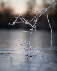 an icy plant that is on top of ice in the water