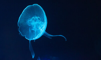 Jellyfish floating in water © Allen Penton