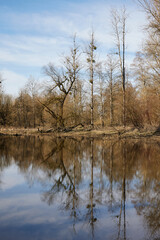 Forest after high water at the Danube River in Bavaria Germany