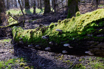 Forest after high water at the Danube River in Bavaria Germany