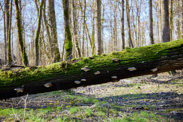 Forest after high water at the Danube River in Bavaria Germany