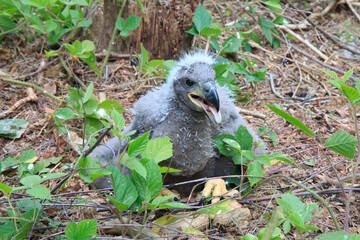 A white-tailed eagle chick sitting on the forest ground