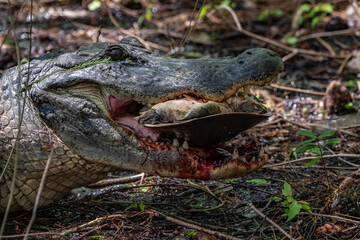 Alligator eating a soft-shelled turtle