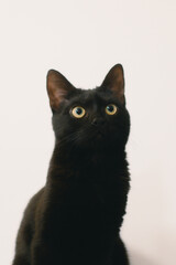 black cat with orange eyes sitting against white background looking up