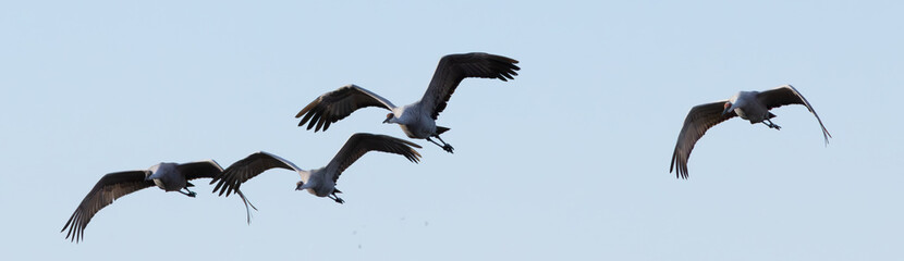 Sandhill Crains flying in the sky 