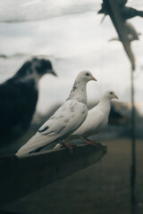 a pair of pigeons standing in a row, one with its wings open