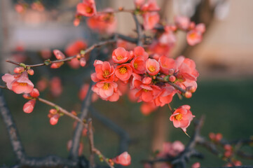 closeup of some pink flowers against the background of grass