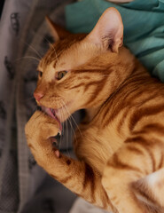 Sweet orange cat in Egypt