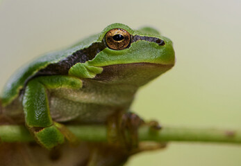 Macro shots of a green frog in garden in Bavaria Germany