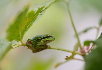Macro shots of a green frog in garden in Bavaria Germany