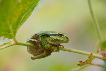 Macro shots of a green frog in garden in Bavaria Germany