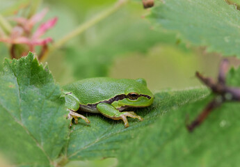 Macro shots of a green frog in garden in Bavaria Germany