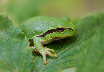 Macro shots of a green frog in garden in Bavaria Germany