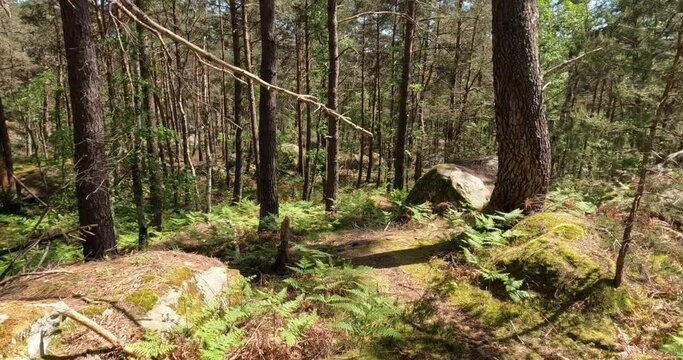 Randonn&eacute;e en for&ecirc;t de Fontainebleau par temps ensoleill&eacute;