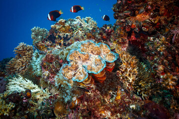 Vibrant underwater scene showcasing various colored fish gracefully swimming in the coral reef