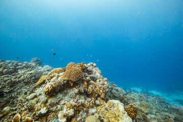 Underwater coral reef in calm blue ocean depths