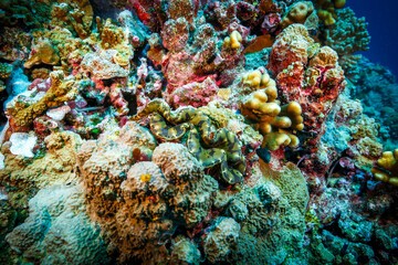 Vibrant coral reef with colorful corals and soft sponges