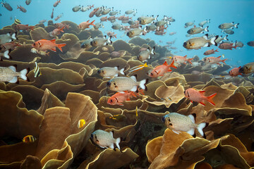 Obraz premium Colorful fish swimming among coral reefs in the daylight