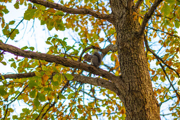 Squirrel in a tree in New York