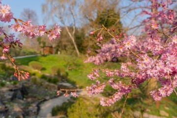 Pink cherry blossom.