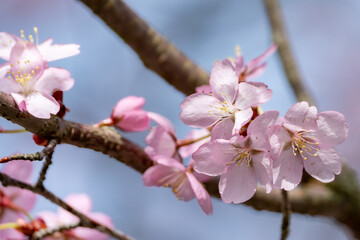 Pink cherry blossom.
