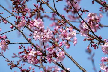 Pink cherry blossom.