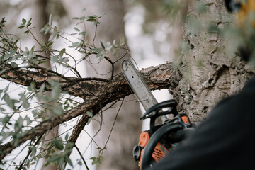Man cutting a tree with a circular saw