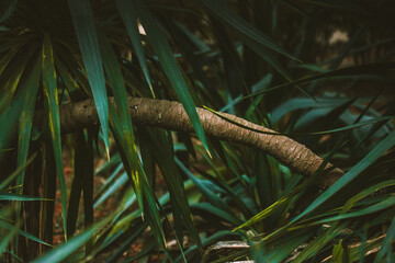 A thicket in the rainforest, the jungle. Evergreen palm trees, bushes in deep forest, wood. Plants grow in a tropical garden. Exotic nature in summer.