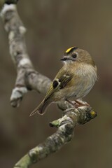 Goldcrest perched on a tree branch in the forest