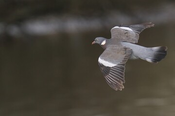 Wood pigeon soaring with outstretched wings
