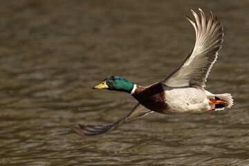 Male mallard duck with wings spread flying above water