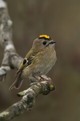 Goldcrest perched on a tree branch