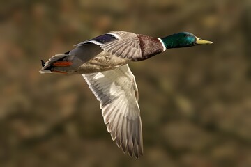 Male mallard duck during flight
