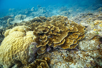 Yellowish corals and sponges in deep ocean