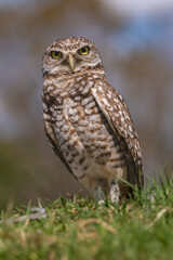 Vertical selective focus shot of a burrowing owl perched on grass