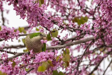 Roly-poly bird perched on a branch, enjoying flowers from a tre
