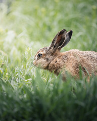 Vertical shot of an adorable brown rabbit grazing on a grassy field