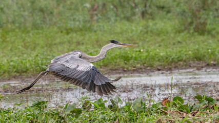 Gray heron bird in flight near water, grass, and trees