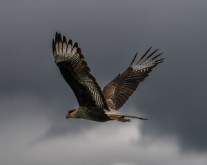 Crested caracara bird soaring through cloudy skies with dark storm clouds