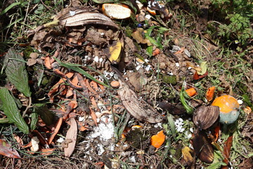 Molding fruits on the ground in an outdoor setting, compost