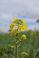 Close-up of rapeseed blooming in a field
