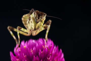 Macro close up of mantis