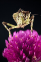 Macro close up of mantis