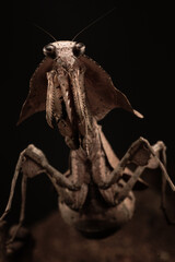 Macro close up of mantis