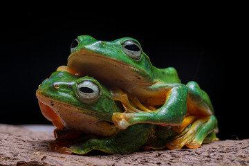 Tiny frogs sitting on a rock against a dark background
