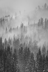 Rideaux Fresh snow blowing off trees in the mountains around Brighton, Utah
