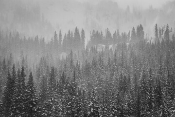 Fresh snow blowing off trees in the mountains around Brighton, Utah