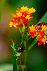 Beetle explores the petals of a stunning flower.